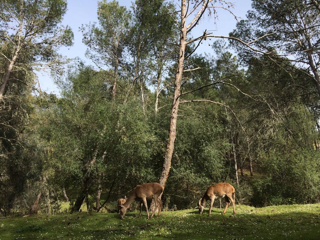 La Cerca Del Alcornoque Guest House Casas de Belvis Eksteriør bilde
